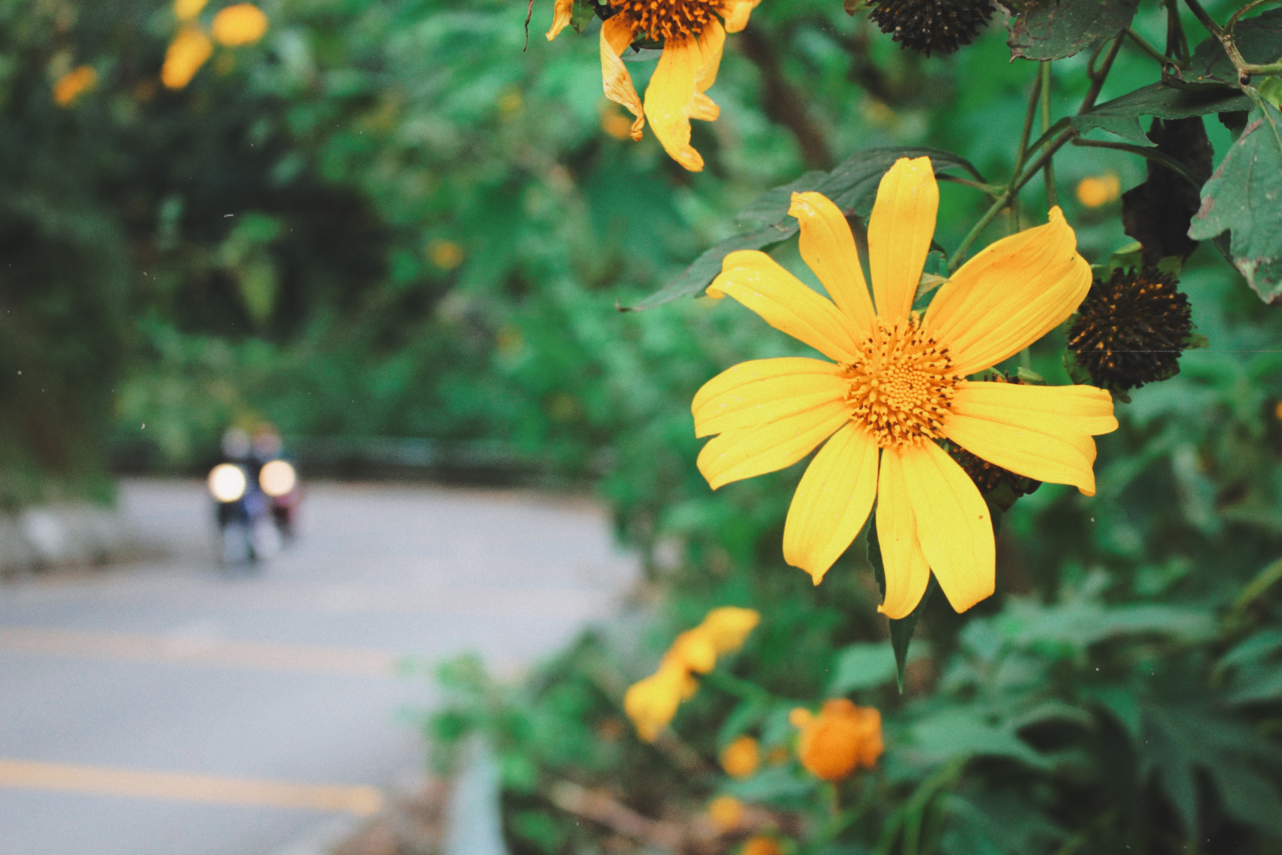 Hoàng Hương Giang Thư Viện